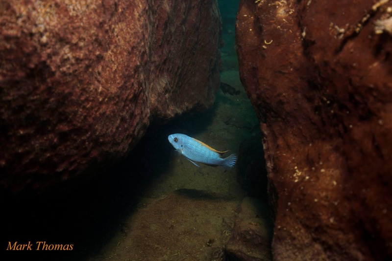 Labeotropheus trewavasae 'Makokola Reef'